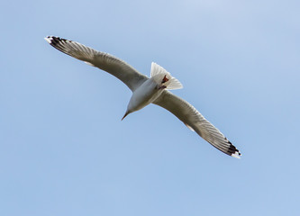 A seagull is flying in the sky.