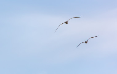 Two seagull birds fly in the sky.