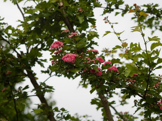 Crataegus laevigata 'Paul's Scarlet - Aubépine à fleur double rose foncé ou aubépine à deux styles, rameaux épineux, feuilles vert brillant, écorce brune, écailleuse, fissurée