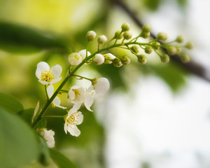blooming sprig of white cherry close-up on a Sunny day