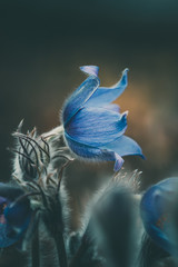 Close up of blue Pulsatilla grandis, or the greater pasque flower. Moody tones, shallow depth of field. Single flower head