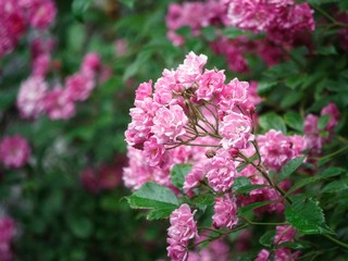 Brush flowering shrub roses