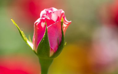 Fototapeta na wymiar Beautiful pink rose in the park.