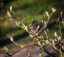 Starling on a branch