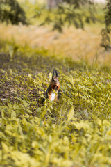 Close up of cute squirrel with long tail and ears eating nuts. Shallow depth of field with soft focus. Green, orange and brown tones