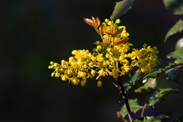 Blooming tree and leaves in spring
