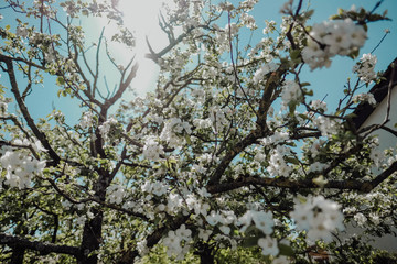 Spring Flowers on a tree