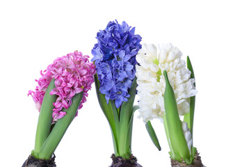 Beautiful hyacinth plants on white background