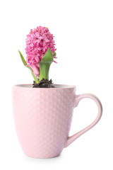 Beautiful hyacinth plant on white background