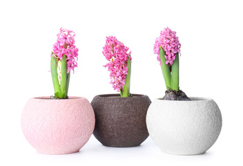 Beautiful hyacinth plants in pots on white background