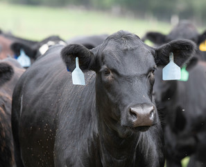 Angus stocker heifer with blue ear tags