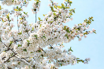 Beautiful blossoming tree on spring day