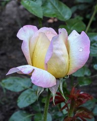Pink rose in the garden