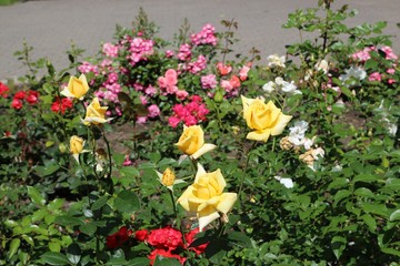Photo of yellow roses in the garden 