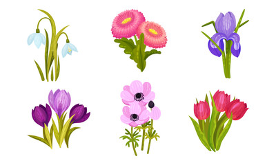 Spring Flowers Growing in Garden on Flowerbeds Vector Set