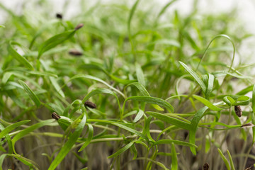 Young sprouts of greens. Seed husk on germinated sprout.
