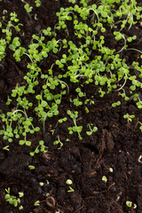 Microgreen. Group of green sprouts growing out from soil