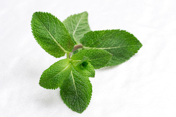 Mint leaves on white background..