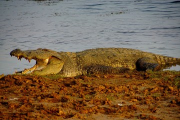 Dangerous guy / Crocodile / East - Asian Fauna