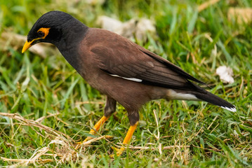 Fototapeta premium black winged blackbird