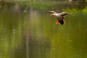 seagull in flight