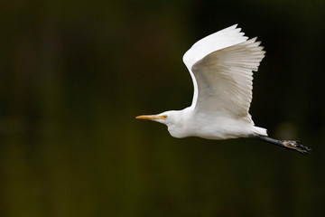 seagull in flight