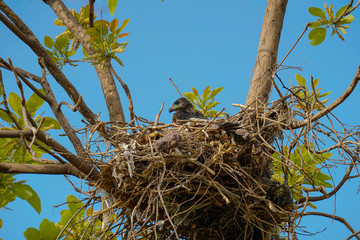 bird nest in the tree