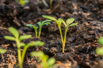 Frische kleine Blätter von gesundem Kresse im Garten - frische Kräuter