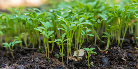 Frische kleine Blätter von gesundem Kresse im Garten - Kräuter im Gemüsegarten - seedlinge