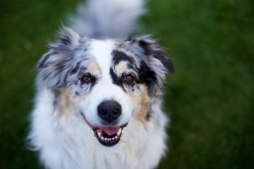 Fototapeta premium australian shepherd kopf
