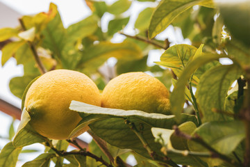 Gelbe reife Zitronen am Baum