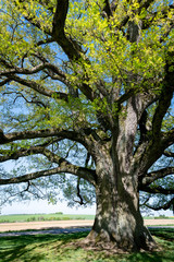 Die Lenzeiche bei Sichertshausen im Frühling