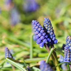 Blue buds flowers Muscari armeniacum or Grape Hyacinth
