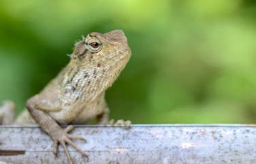 Fototapeta premium close up picture of lizard 