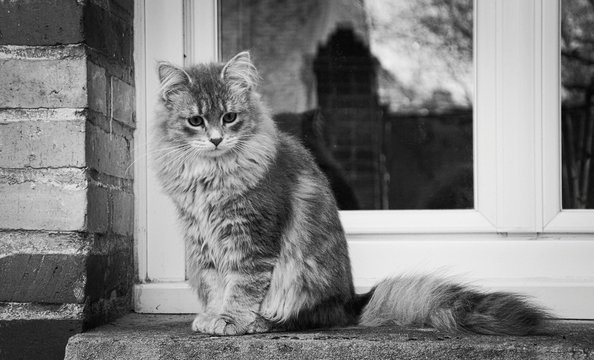 Portrait Of Maine Coon Cat Against Door