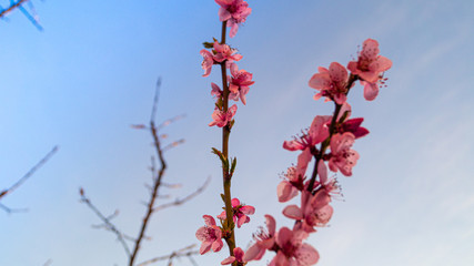 flowering peach branches