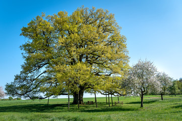 Die Lenzeiche bei Sichertshausen im Frühling
