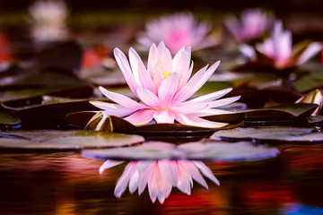 Pink waterlily. - 343380914