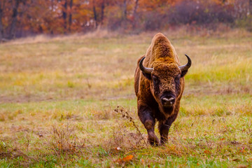 European bison in Autumn,  Latin: Bison bonasus - 343380921