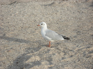 Seagull stands on shells