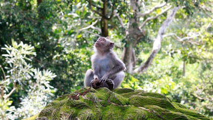 View Of Monkey In Forest Looking Up