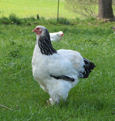 Schöne Henne
