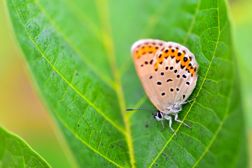 Close-ups of different insects inhabiting wild plants