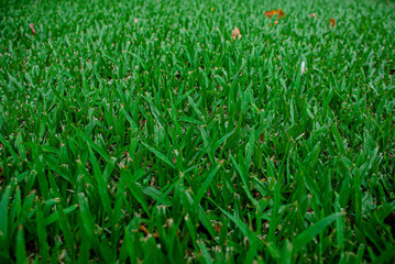 Green artificial grass natural background. Close-up