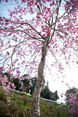 The trunk has a cherry blossom on blue sky background