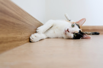 A calico cat turned over and lay down on the ground, staring at the camera. This picture has space for putting description.