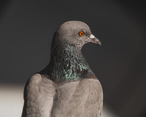close up of a pigeon