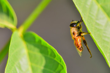 Close-ups of different insects inhabiting wild plants