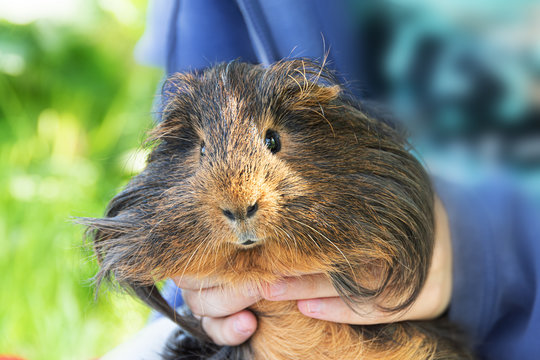 Guinea pig in child's hands, close up.