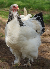 Portrait einer Henne